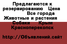 Предлагаются к резервированию › Цена ­ 16 000 - Все города Животные и растения » Собаки   . Крым,Красноперекопск